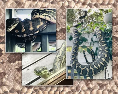 Accepting my Reptiles in My Ceiling: A Transformation from Fear to Admiration